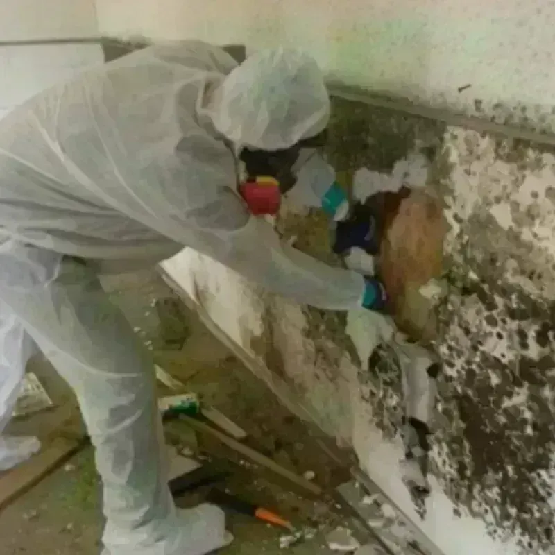 Mold Remediation and Removal in Mountain Ranch, CA